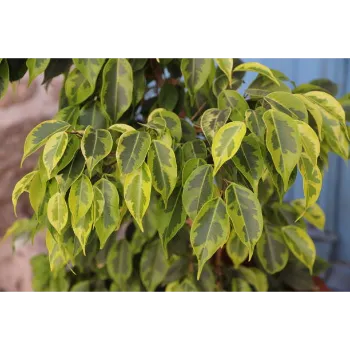 Organic Ficus Benjamina Plant